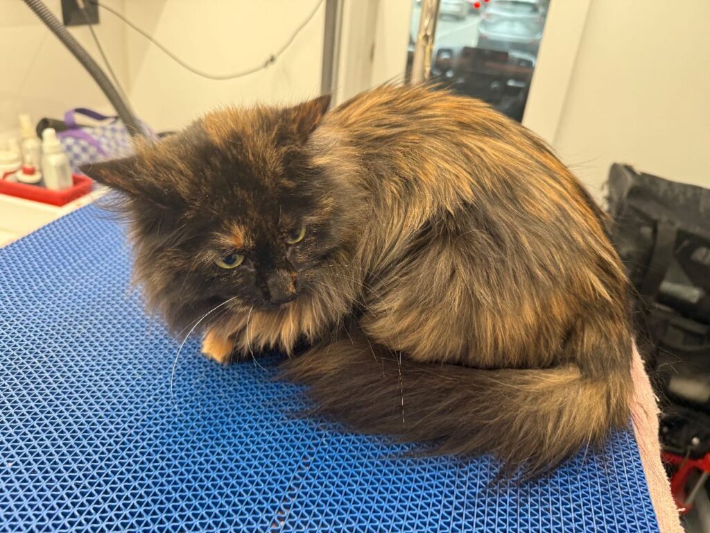 Cat After Image - Pawgo Phoenix