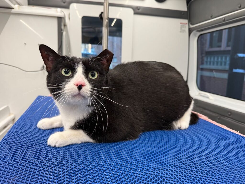 Pet Before Image - Pawgo Phoenix