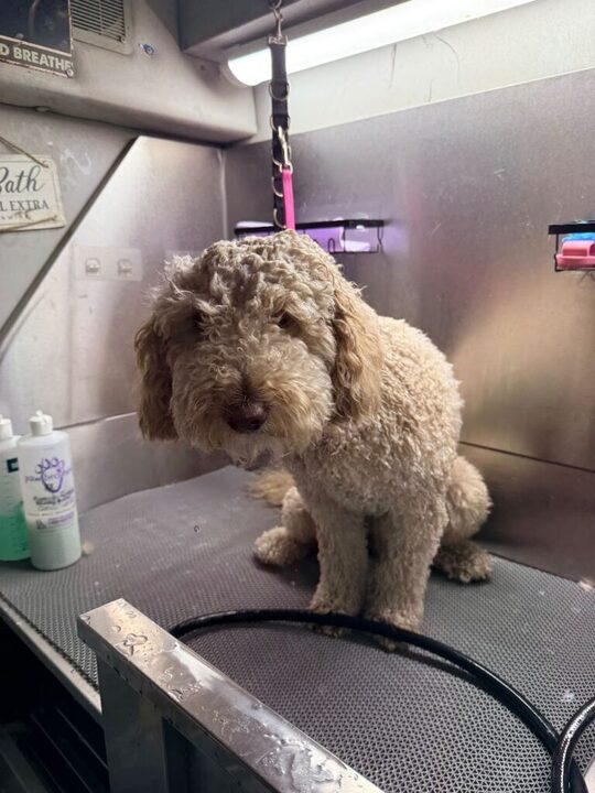 Pet Before Image - Pawgo Arizona