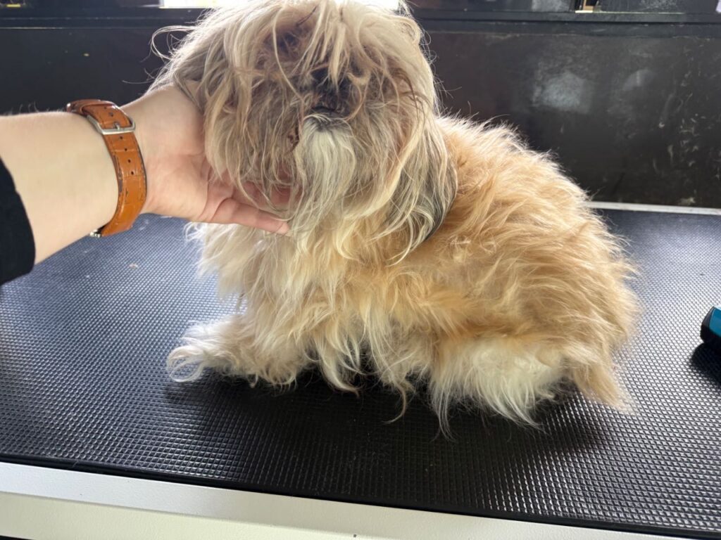 Dog Before Image - Pawgo Phoenix