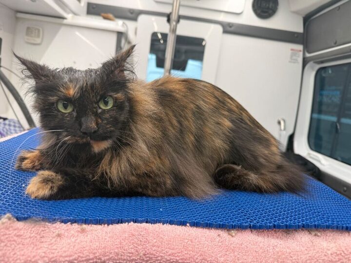 Cat Before Image - Pawgo Phoenix