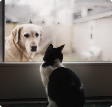 Happy pets receiving grooming care