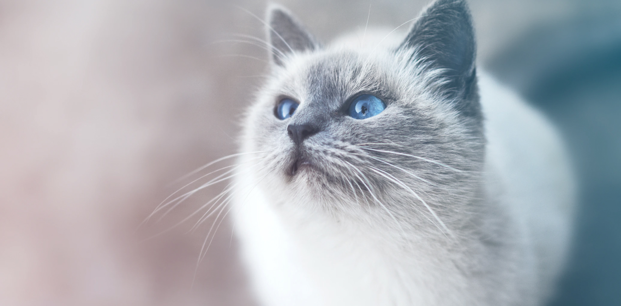 Cat Grooming Myths Busted: Real Talk on Kitty Fur Care