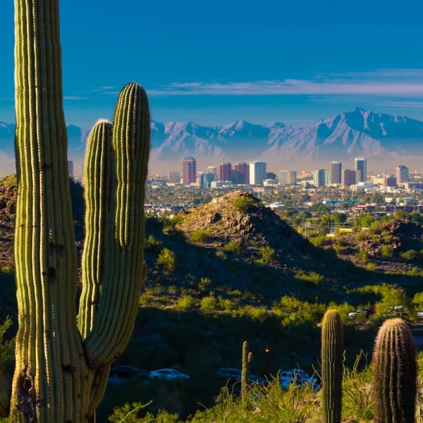 Image of Cactus in Phoenix AR