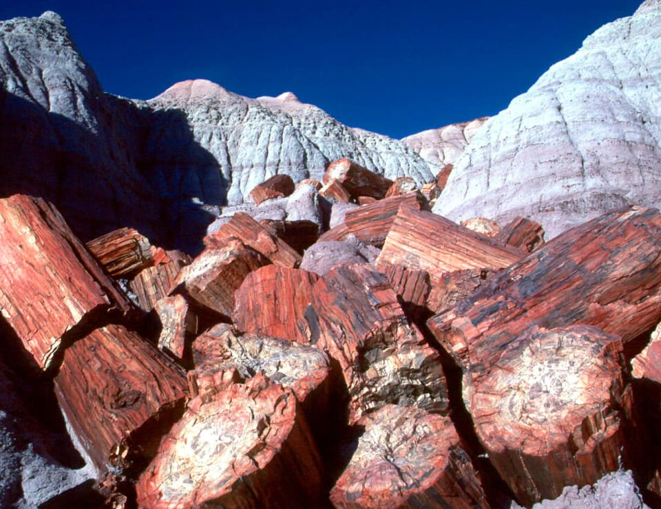 Image of Xylopal in the Petridied Forest National Park